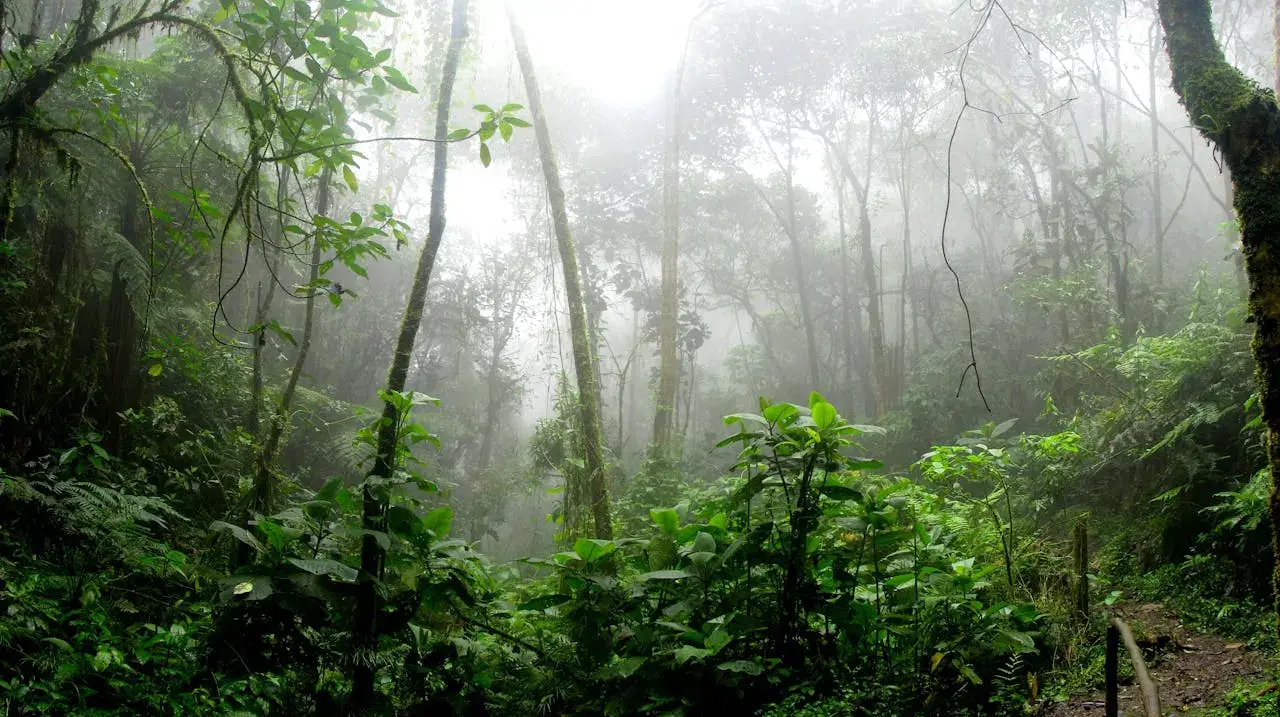 Protecting Amazon Rainforest Brazil's Evolving Environmental Policy