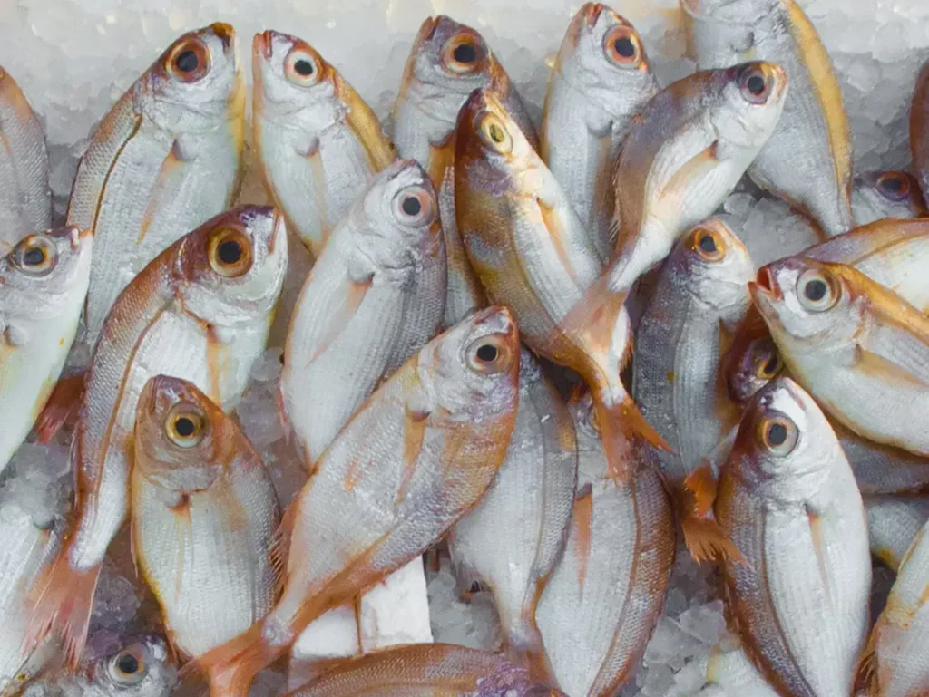 Marine Fish Stock Assessment in India A Promising Future Ahead